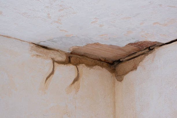 Best Mold removal after water damage  in East Palestine, OH